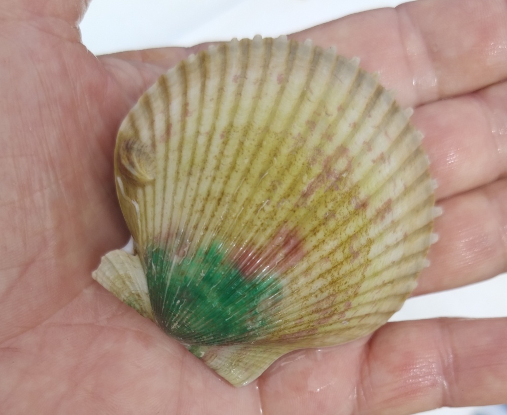 shell